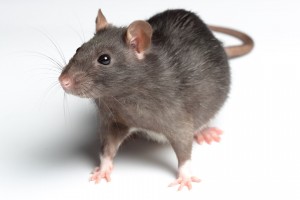 Lassa-fever_rats