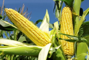 Maize-Farming