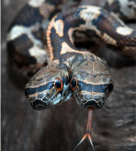 two headed snake