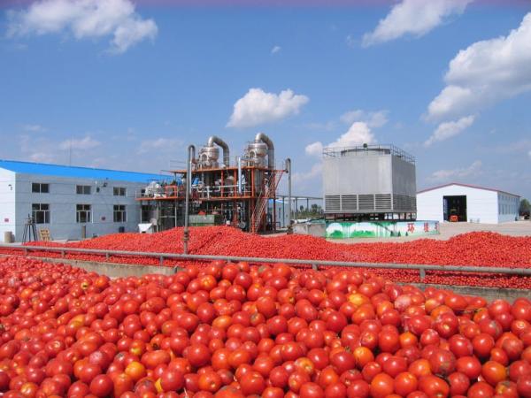 Dangote tomato